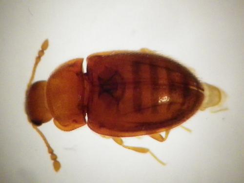 Symbiotes gibberosus